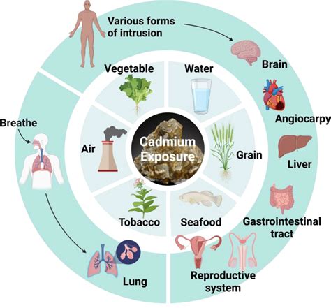 Frontiers The Function Of Omega Polyunsaturated Fatty Acids In