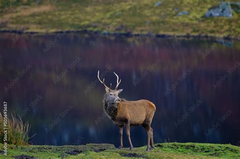 Red Deer Stag in the Scottish Highlands Stock Photo | Adobe Stock