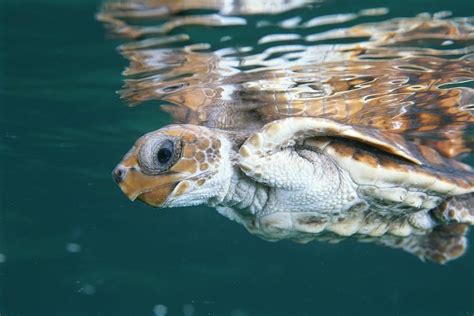 Baby Loggerheadhow Could You Not Love That Face Loggerhead Sea