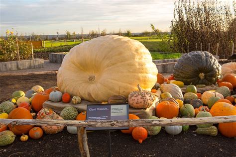 Estimating The Weight Of A Giant Pumpkin Rhs Campaign For School Gardening