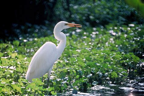 Great Egret - Ardea alba - NatureWorks