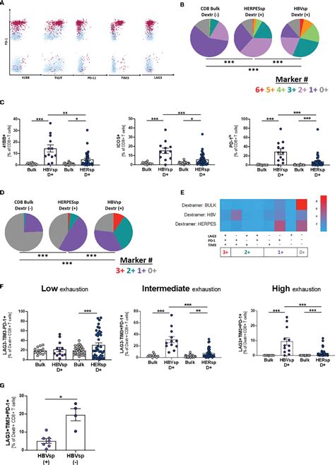 Frontiers Functional Exhaustion Of Hbv Specific Cd T Cells Impedes