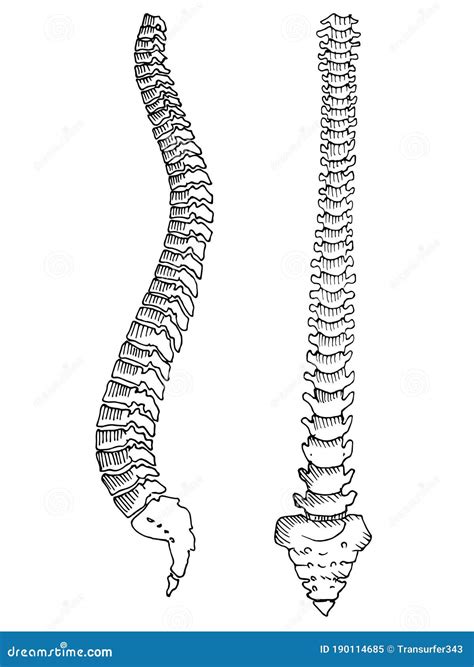 Contour Vector Outline Drawing Of Human Spine Skeleton Stock Vector