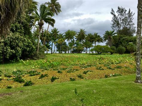 Typical Tahitian Trees In The Harrison Smith Botanical Garden T