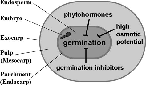 Figure From New Aspects Of Coffee Processing The Relation Between