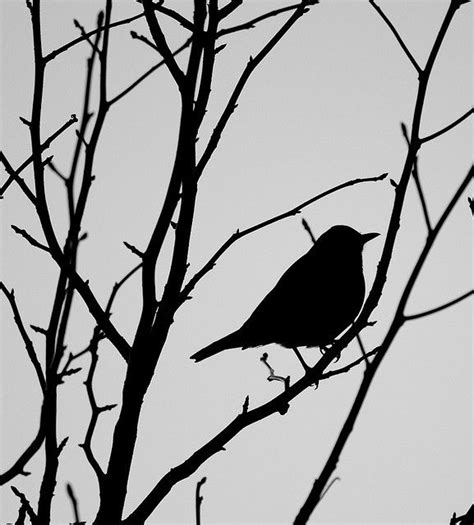 Robin Silhouette, Week 12/52 by AngieSix, via Flickr Project Ideas ...