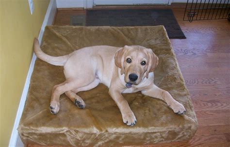How Much Should My Labrador Weigh At 5 Months at Shanita Matheny blog