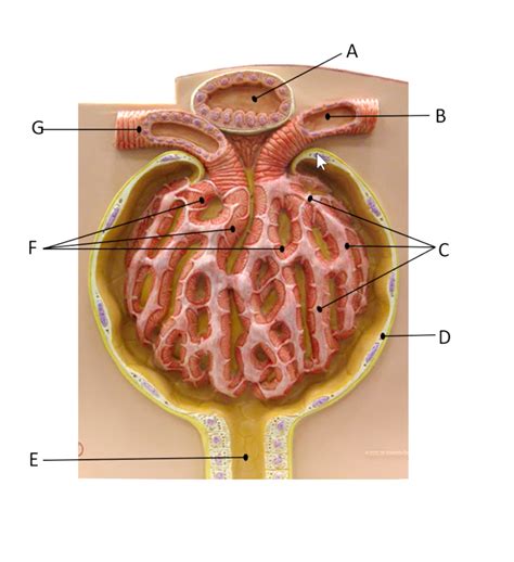 Anatomy Of Glomerulus Capillaries Diagram Quizlet