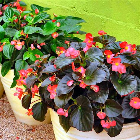 Details 100 Imagen Planta Porcelana Begonia Abzlocal Mx