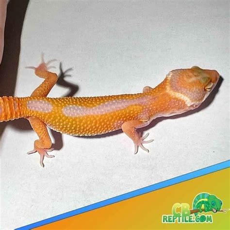 Tangerine Albino Super Giant Leopard Gecko For Sale Giant Geckos