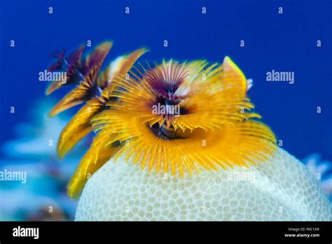 Christmas Tree Worm Spirobranchus Giganteus Great Barrier Reef