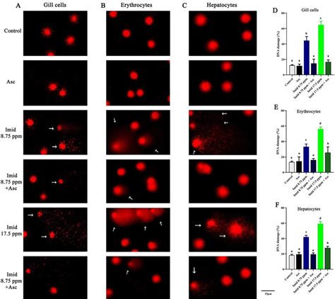 Representative Micro Photographs Of Single Cell Gel Electrophoresis