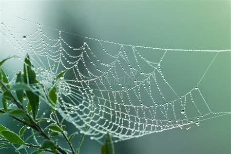 Ragnatela O Ragnatela Con Le Gocce Di Acqua Fotografia Stock Immagine