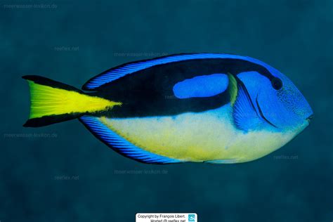 Paracanthurus Hepatus Wedgetail Blue Tang Blue Surgeon Blue