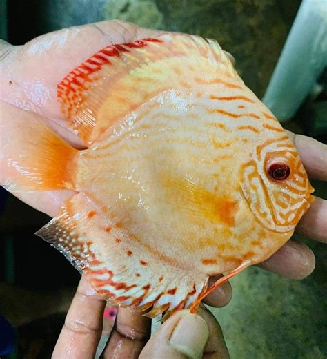 Albino White Butterfly OzDiscus