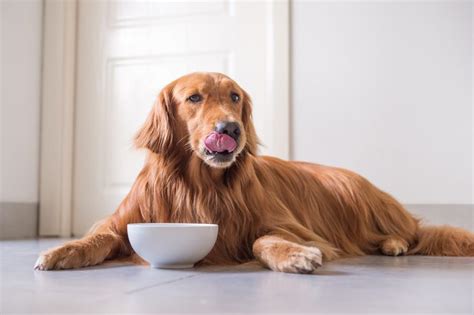 The Very Best Diet For Dogs According To Vets Readers Digest