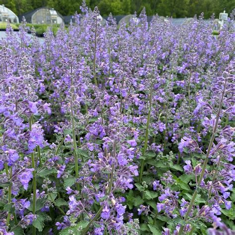 Nepeta Faassenii ‘walkers Low Catmint Cavanos Perennials