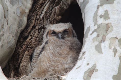 Img Great Horned Owl Baby April Mount Joy Pa Flickr