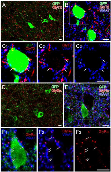 Immunofluorescence Showing Glycinergic Innervations To Orexin Neurons