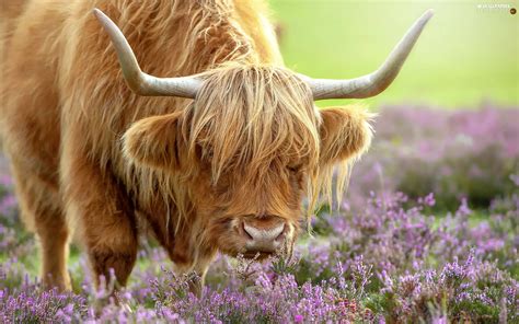 Highland, Cow, horns, heather, bent, Scottish Breed - For desktop ...