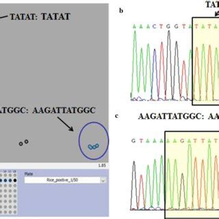 KASP Genotyping Of Badh2 Confirmed By Sanger Sequencing ABadh2 KASP