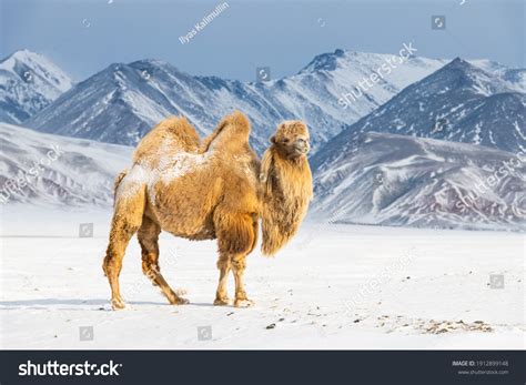 3,453 Camel snow Images, Stock Photos & Vectors | Shutterstock