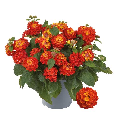 Lantana Shamrock