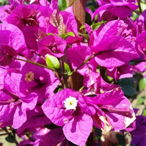 Bougainvillea Assorted Varieties Mid Valley Trees