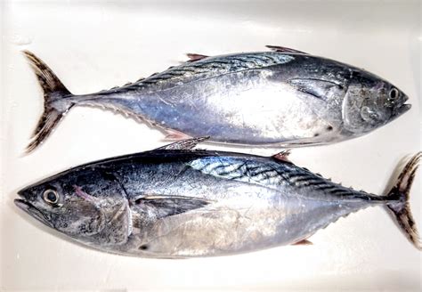 養殖魚生産量日本一の愛媛で「全身トロ」と評される【スマの完全養殖】に成功 Tsurinews