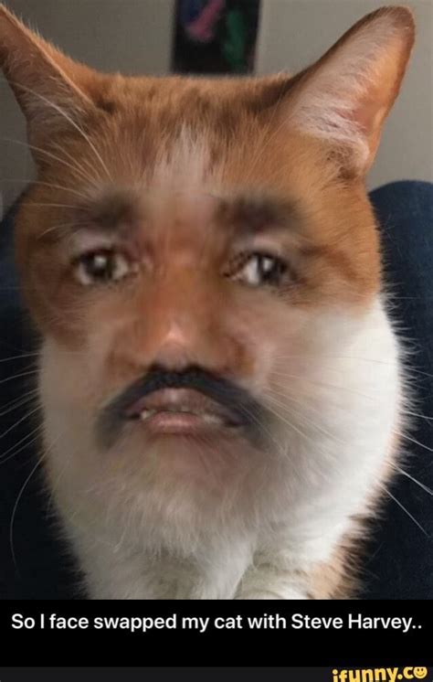 So Iface swapped my cat with Steve Harvey,. - So I face swapped my cat with Steve Harvey ...