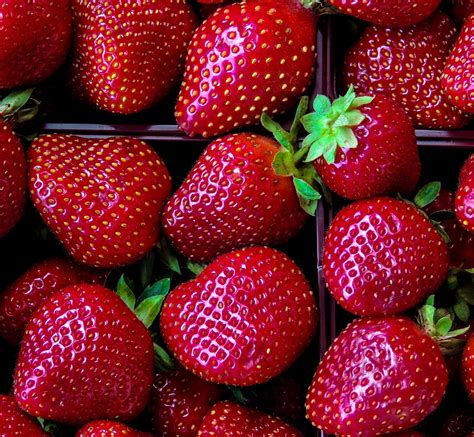 Tutte Le Varietà Di Fragole E Come Riconoscerle Dissapore