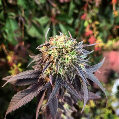 Black Domina Feminized Seeds Sacred Seeds