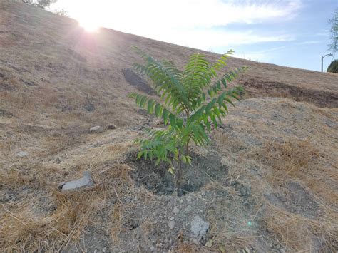 Fast Growing Tree Located In Southern California Whatsthisplant