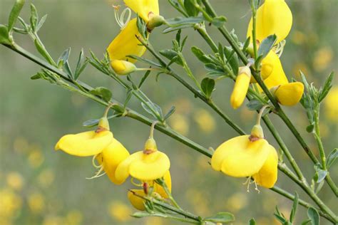 Cytisus scoparius