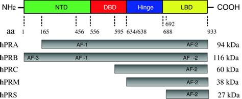 The General Structure Of Human Progesterone Receptors The Pr Protein Download Scientific