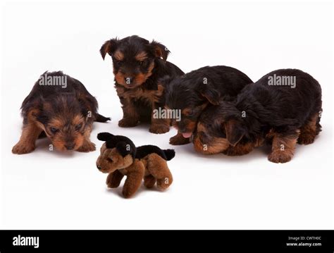 Four Yorkie Puppies Inspecting Soft Hi Res Stock Photography And Images