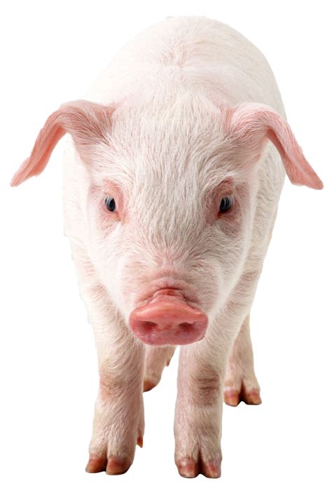 Pig Png Photo Png Arts