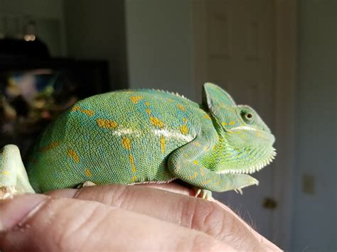 Veiled Chameleon Reptiles For Sale Rochester Ny 308944