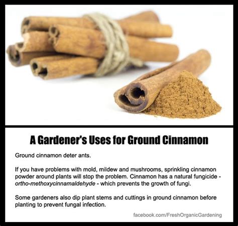 Uses of cinnamon in the garden | Organic gardening tips, Fruit garden ...