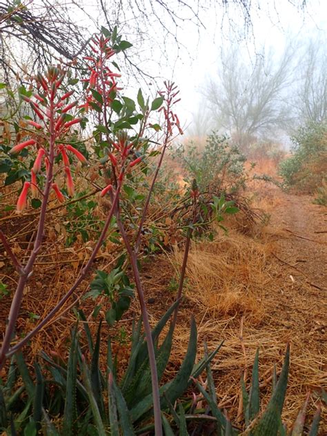 Aloes From South Mountain Village Phoenix Az Usa On January