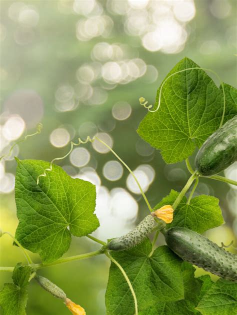 Growing Cucumbers In Raised Beds Crate And Basket