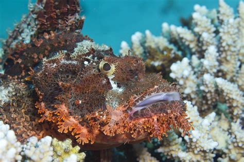 Top 5 Most Poisonous And Venomous Fishes In The World Allrefer