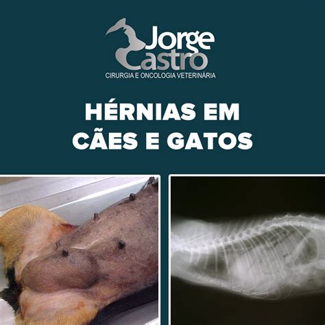 Hérnias em Cães e Gatos Profº Drº Jorge Castro Hotmart