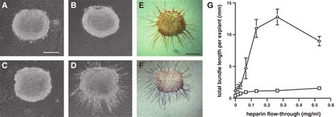 Qualitative And Quantitative Effects Of Nsa On E Dorsal Spinal Cord