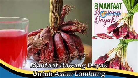 Temukan Manfaat Bawang Dayak Untuk Asam Lambung Yang Jarang Diketahui