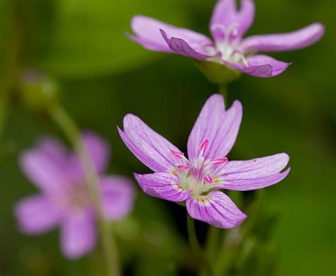 Pink Purslane Claytonia Sibirica Identification Guide