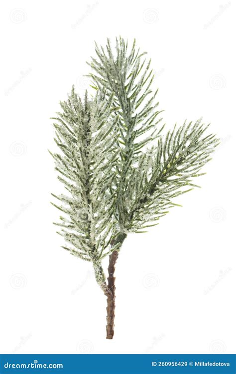 Beautiful Green Christmas Tree Branch With Snow Isolated On White