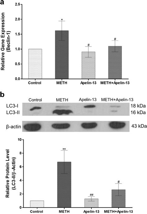 Effect Of Apelin On Autophagy In Meth Induced Pc Cells The Cells