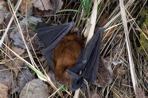 Begegnung Mit Einem Vampir Gro Er Abendsegler Nyctalus Noctula