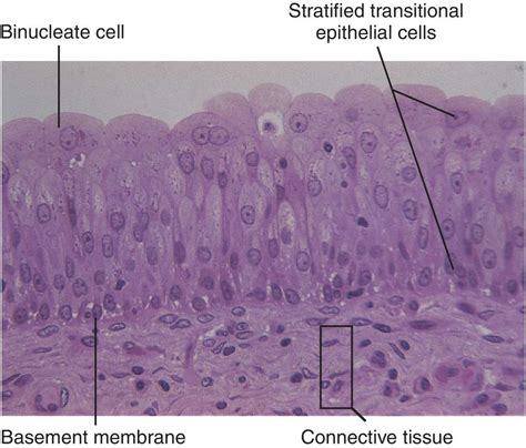 Transitional Epithelium Tissue